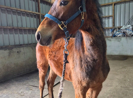 8 months registered new forest filly