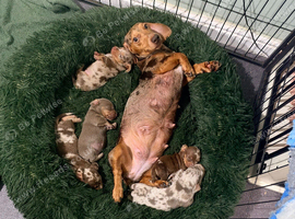 miniture dachshunds last 3 girls