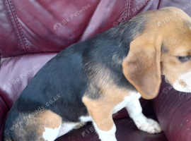 Young Beagle for Sale in Northern Ireland