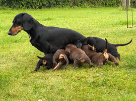 Gorgeous Dachshund puppies for sale