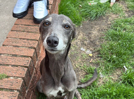 Lurcher puppies