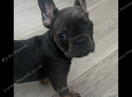 11 week male blue/tan French dog puppy
