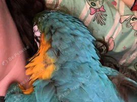 Blue & Gold 9 months old
