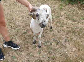 Valais x Greyface Dartmoor Wether For Sale