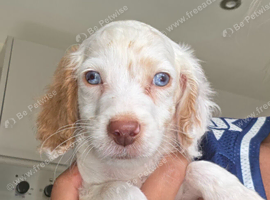 Cockapoo f1 pups  ready now