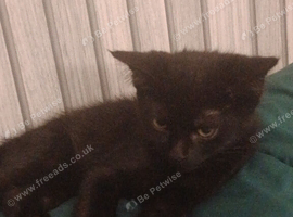 Black male mixed bengal