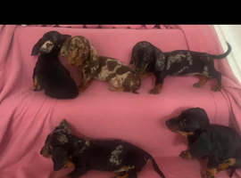 Dachshund puppies