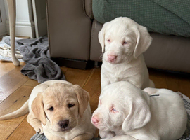 Gorgeous golden Labrador springerdor pups