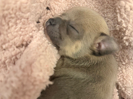 Chuiahahaha puppies