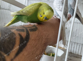 Young budgies