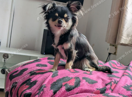 Female Chihuahua
