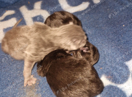 Kittens for sale