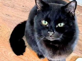 Meet Goliath - A strong boy with a gentle heart