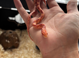 Baby cornsnake
