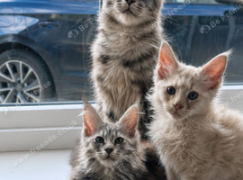MAINE COON KITTENS