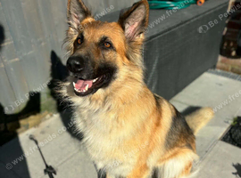 &mdash; LOVING HOME WANTED FOR NALA