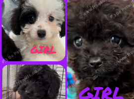 CAVAPOO'S