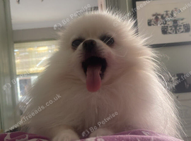 Beautiful tiny 4yo pedigree Pomeranian boy available