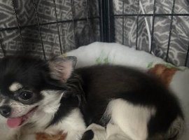 Beautiful tiny chihuahua