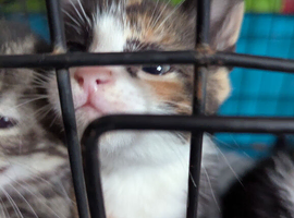 2 beautiful kitty's for sale