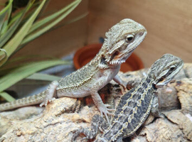 Bearded Dragons