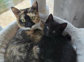 Black female kitten