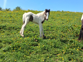 Piebald filly foal