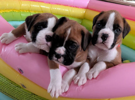 3 of the most handsome boxer boys KCd