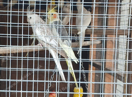 Proven Adult Breeding pair cockateils
