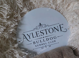 Stunning Litter of Old Tyme (Aylestone) Bulldogs