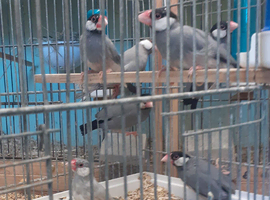 Java Finches