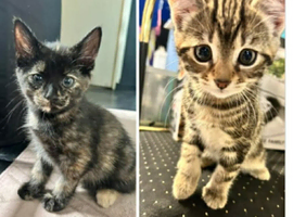 Two female kittens for sale