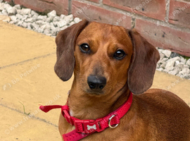 Female dachshund red dapple