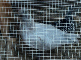 Mixed opal legbar cockerel