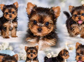 TINY YORKIE BOY