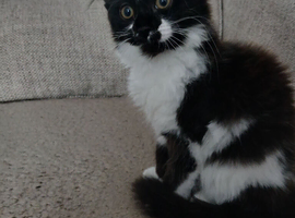 Looking for forever home
