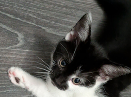 Kittens 1 girl