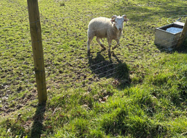 Whiltshire Horn x Easy Care Ram