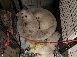 Maltipoo tea cup