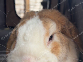 3 sibiling rabbits