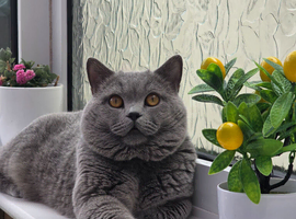 BRITISH SHORTHAIR MALE