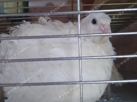 jumbo English white quail and hatching eggs
