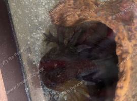 2 female axolotls