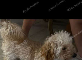 Beautiful miniature poodle x miniature Dachshund
