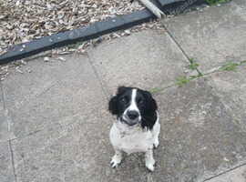 Female cocker spaniel