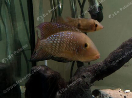 Cichlids breeding pair