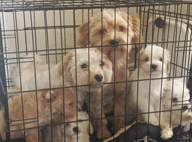 Beautiful Maltese Puppies (8 Weeks Old) &ndash; Ready Now in Southend