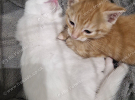 Ginger kitten
