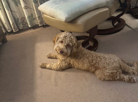 Beautiful 12-Month-Old Cockapoo &ndash; Calm, Loving, Family-Friendly Dog