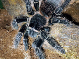 Female Salmon Pink Birdeater and full set up